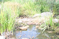 Bistrets, Burgas Province Г.jpg